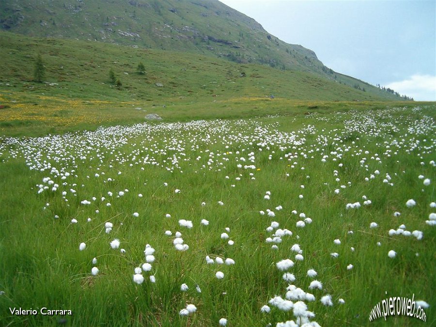 29 Fiori bianchi  sul laghetto del Vivione.jpg